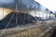 pozar-mala-branjevina-10-09-2011-15