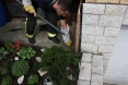 zmija-zaostroska-9osijek-09-05-2013-2