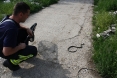 zmija-zaostroska-9osijek-09-05-2013-9