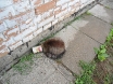 macka-unska-4tenja-25-05-2012-1
