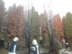 pozar-cempresa-centralno-groblje-01-12-2015-4