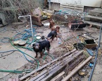 Pozar-kuce-04.02.2023-3