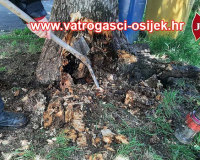 Pozar-stabla-01.06-5
