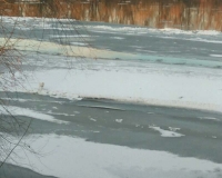 spasavanje-psa-iz-drave-14-01-2016-1