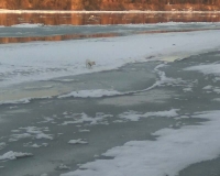 spasavanje-psa-iz-drave-14-01-2016-3