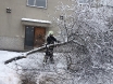 stablo-nagnuto-na-nogostup-medulinska-18osijek-07-02-2015-1