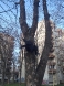 uklanjanje-uginulih-vrana-27-02-2016-2