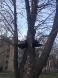 uklanjanje-uginulih-vrana-27-02-2016-3