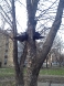 uklanjanje-uginulih-vrana-27-02-2016-4