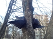uklanjanje-uginulih-vrana-27-02-2016-5