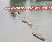 Vadjenje-lesine-iz-drave-28.07.2022-3