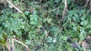 zmija-evropske-avenije-18-10-2016-4
