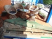 zmija-zeleno-polje31-05-2012-5